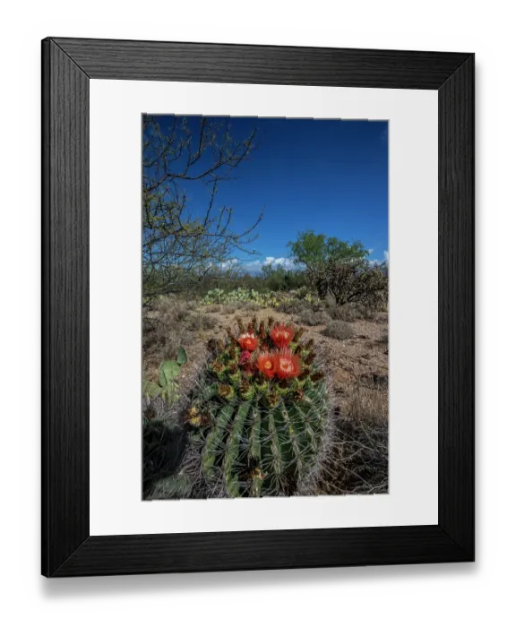 Framed Print : Bright orange or red flowers of a barrel cactus in the Sonoran Desert