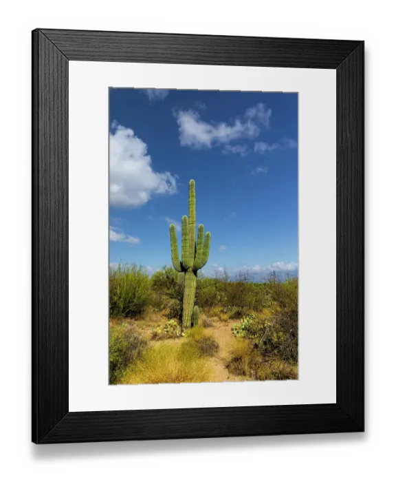 Framed Print : Typical scene in the Sonoran Desert of southern Arizona Framed Print : Typical scene in the Sonoran Desert of southern Arizona