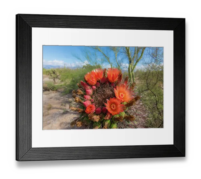 Framed Print : Bright orange or red flowers of a barrel cactus in the Sonoran Desert Framed Print : Bright orange or red flowers of a barrel cactus in the Sonoran Desert