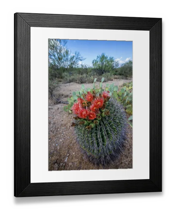 Framed Print : Bright orange or red flowers of a barrel cactus in the Sonoran Desert Framed Print : Bright orange or red flowers of a barrel cactus in the Sonoran Desert