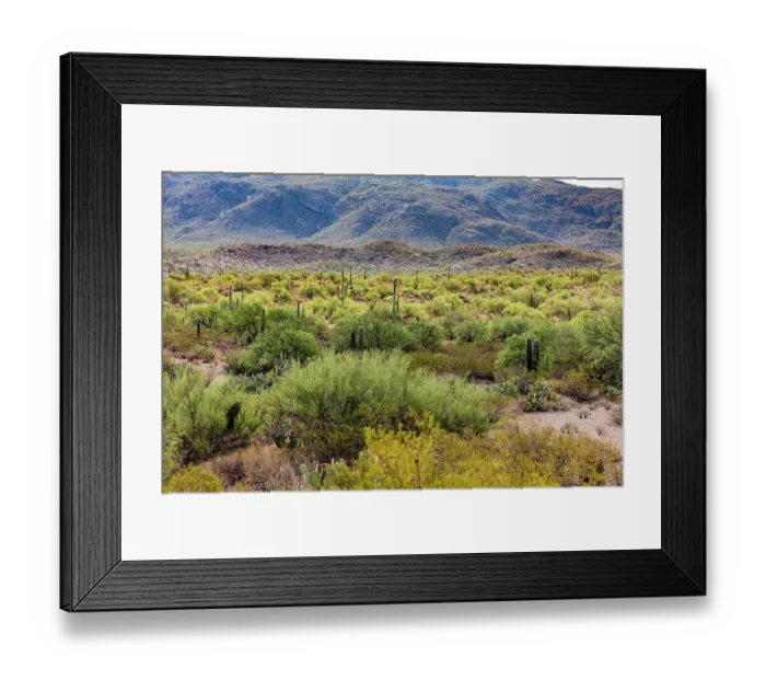 Framed Print : Typical scene in the Sonoran Desert of southern Arizona Framed Print : Typical scene in the Sonoran Desert of southern Arizona