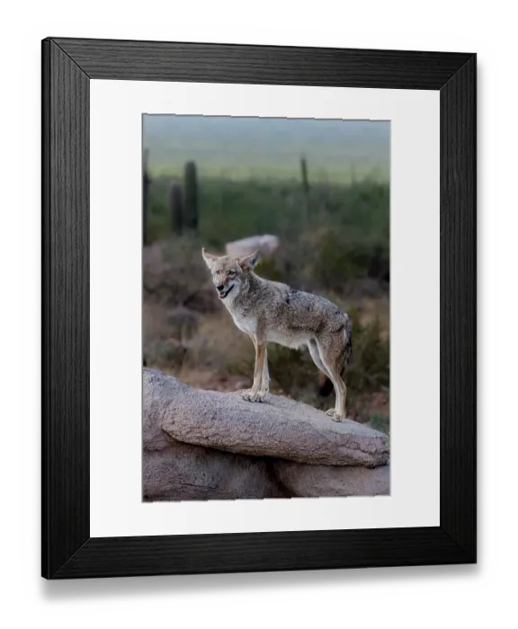 Framed Print : A coyote takes advantage of a rock to gain a better view Framed Print : A coyote takes advantage of a rock to gain a better view