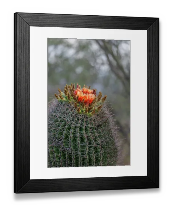 Framed Print : Bright orange or red flowers of a barrel cactus in the Sonoran Desert Framed Print : Bright orange or red flowers of a barrel cactus in the Sonoran Desert