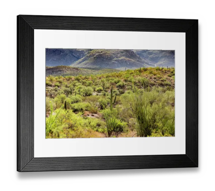Framed Print : Typical scene in the Sonoran Desert of southern Arizona