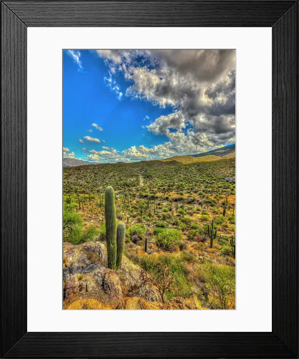 Framed Print : Typical scene in the Sonoran Desert of southern Arizona Framed Print : Typical scene in the Sonoran Desert of southern Arizona