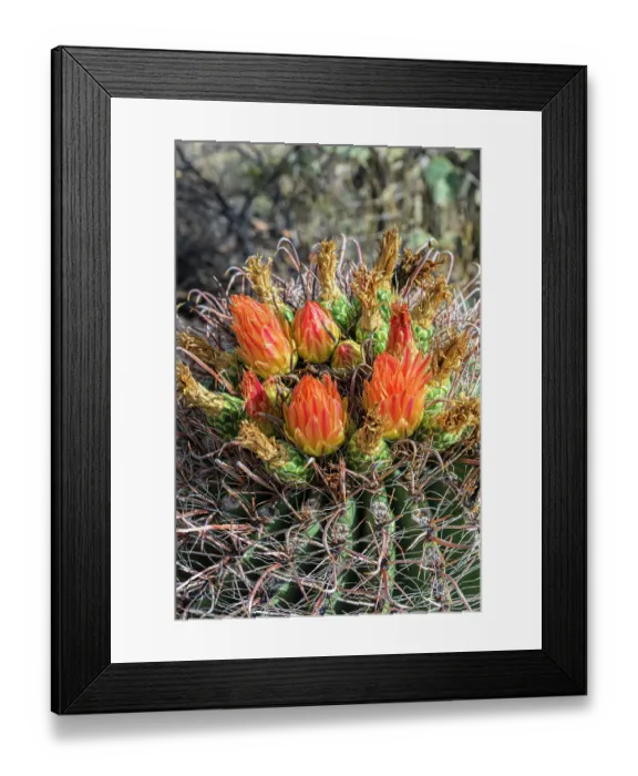 Framed Print : Bright orange or red flowers of a barrel cactus in the Sonoran Desert Framed Print : Bright orange or red flowers of a barrel cactus in the Sonoran Desert