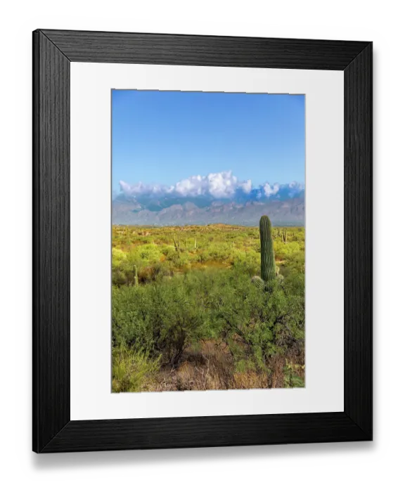 Framed Print : Typical scene in the Sonoran Desert of southern Arizona Framed Print : Typical scene in the Sonoran Desert of southern Arizona