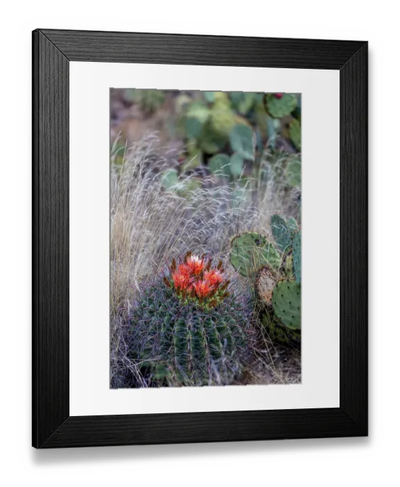 Framed Print : Bright orange or red flowers of a barrel cactus in the Sonoran Desert Framed Print : Bright orange or red flowers of a barrel cactus in the Sonoran Desert