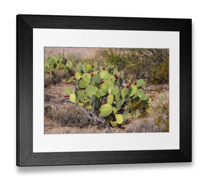 Framed Print : Prickly pear cactus with lots of fruit. Sonoran Desert Framed Print : Prickly pear cactus with lots of fruit. Sonoran Desert