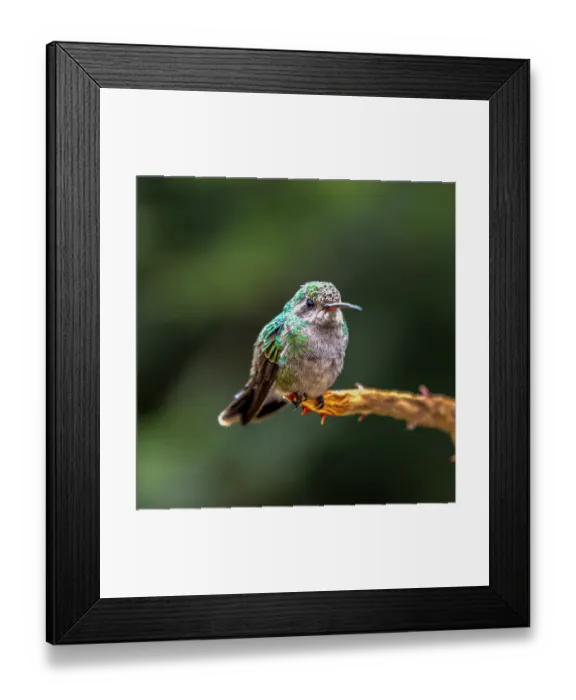 Framed Print : A broad-billed humming bird perched Framed Print : A broad-billed humming bird perched
