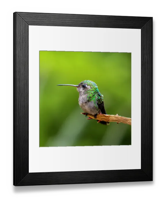 Framed Print : A broad-billed humming bird perched Framed Print : A broad-billed humming bird perched