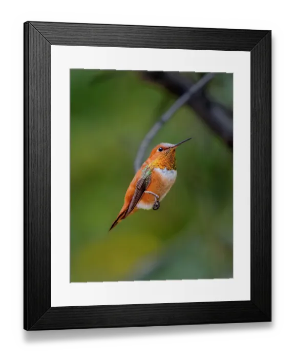 Framed Print : A rufous hummingbird perched looks Framed Print : A rufous hummingbird perched looks