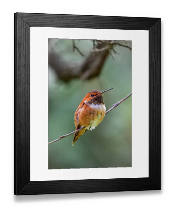 Framed Print : A rufous hummingbird perched looks Framed Print : A rufous hummingbird perched looks