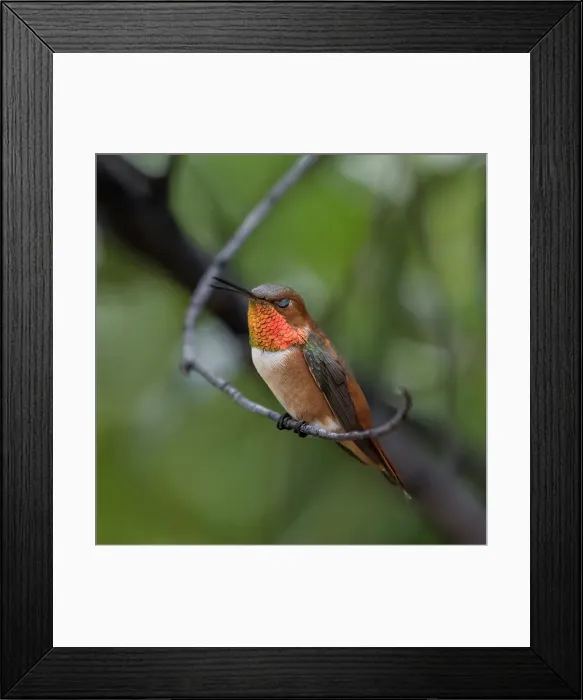 Framed Print : A rufous hummingbird perched looks Framed Print : A rufous hummingbird perched looks