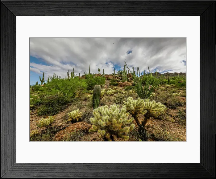 Framed Print : Typical scene in the Sonoran Desert of southern Arizona Framed Print : Typical scene in the Sonoran Desert of southern Arizona