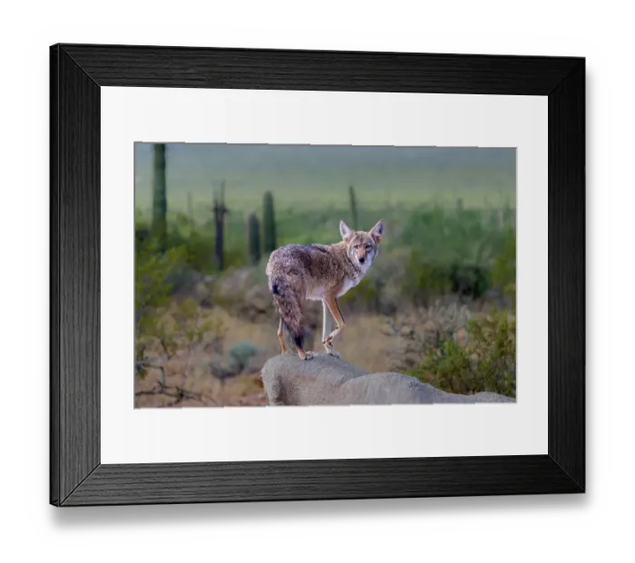 Framed Print : A coyote takes advantage of a rock to gain a better view