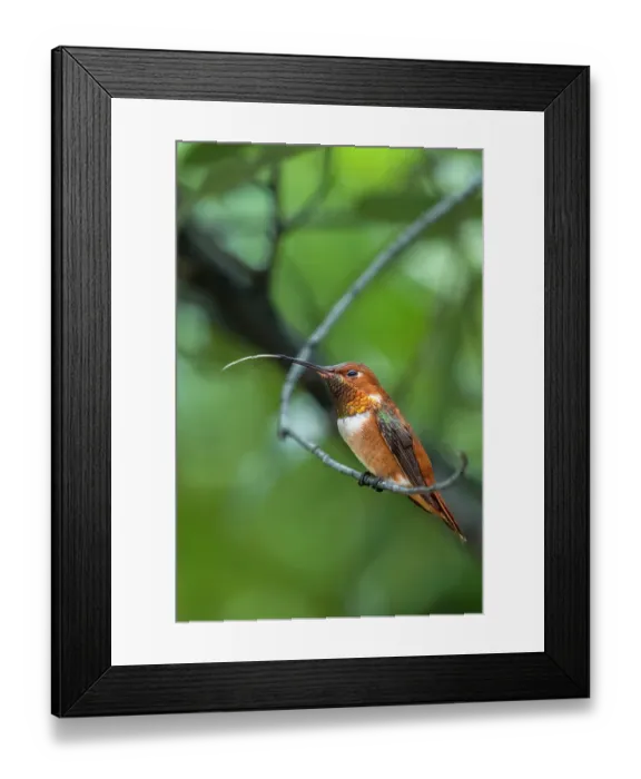 Framed Print : A rufous hummingbird perched looks