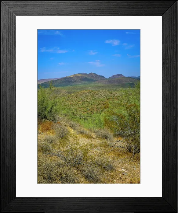 Framed Print : Saguaro cactus and other plants suited for extremely dry conditions typify the Sonoran desert Framed Print : Saguaro cactus and other plants suited for extremely dry conditions typify the Sonoran desert