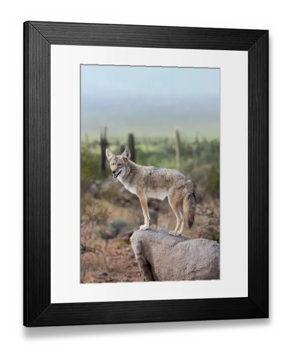 Framed Print : A coyote takes advantage of a rock to gain a better view Framed Print : A coyote takes advantage of a rock to gain a better view