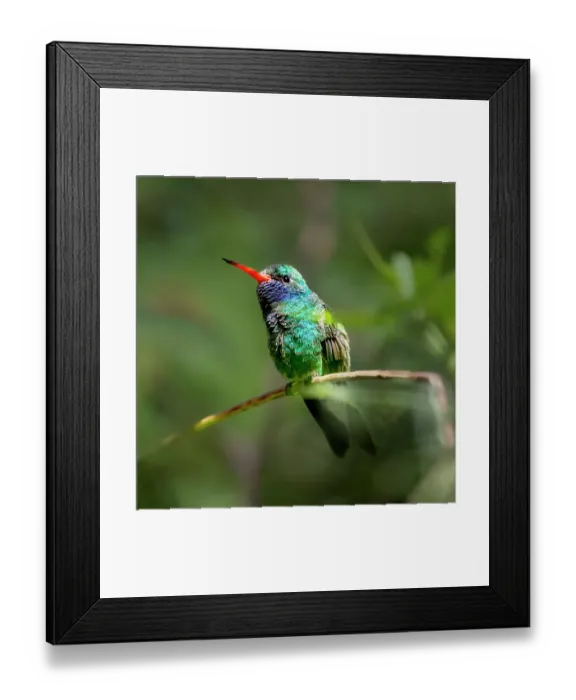 Framed Print : A broad-billed humming bird perched Framed Print : A broad-billed humming bird perched