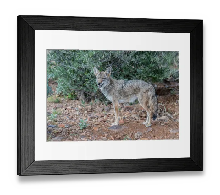 Framed Print : A coyote takes advantage of a rock to gain a better view Framed Print : A coyote takes advantage of a rock to gain a better view