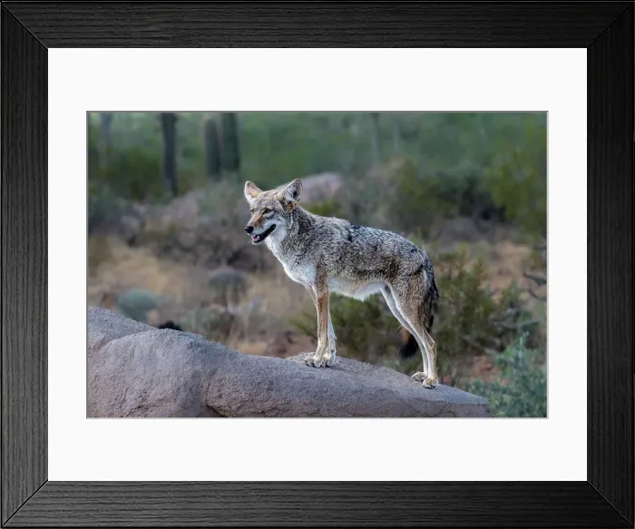 Framed Print : A coyote takes advantage of a rock to gain a better view
