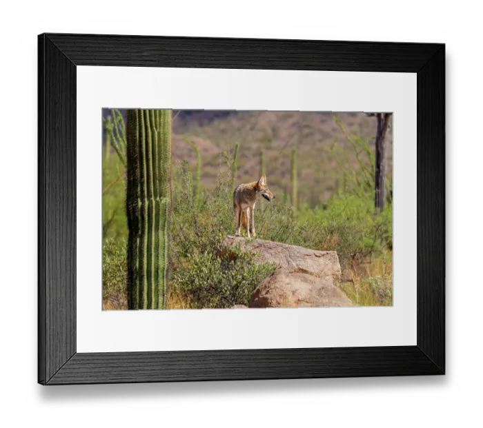 Framed Print : A coyote takes advantage of a rock to gain a better view Framed Print : A coyote takes advantage of a rock to gain a better view