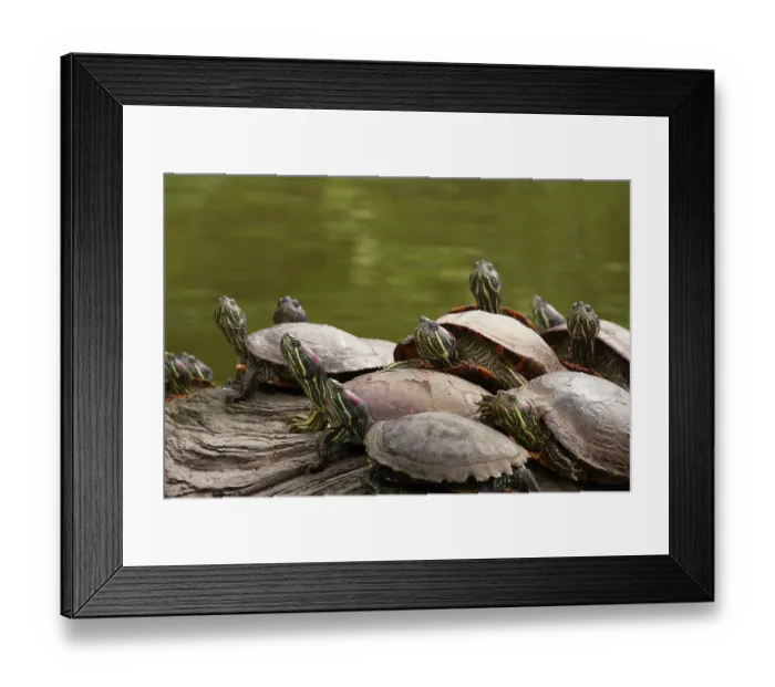 Framed Print : USA, California, Golden Gate Park. Group of red-eared slider turtles. ©Don Paulson / Jaynes Gallery / DanitaDelimont.com Framed Print : USA, California, Golden Gate Park. Group of red-eared slider turtles. ©Don Paulson / Jaynes Gallery / DanitaDelimont.com
