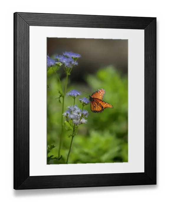 Framed Print : A beautiful monarch butterfly searches for nectar on mist flower