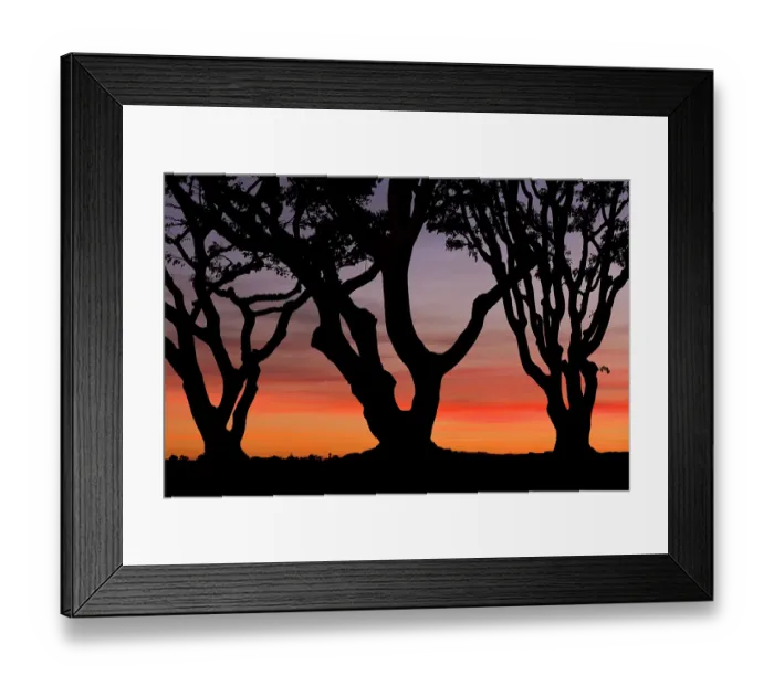 Framed Print : USA, California, San Diego. Silhouetted trees at sunset. ©Don Paulson  /  Jaynes Gallery  /  DanitaDelimont.com