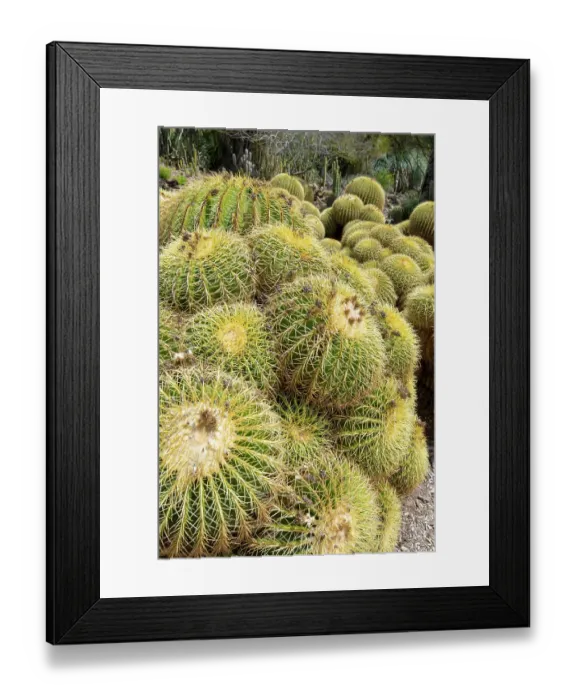 Framed Print : USA, Los Angeles, California. Dense display of variety of cacti