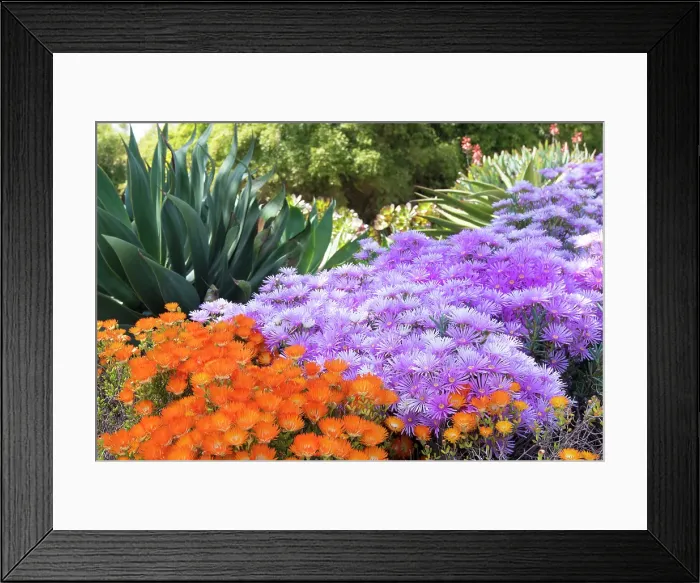 Framed Print : USA, Los Angeles, California. Brilliant color blooming succulents Framed Print : USA, Los Angeles, California. Brilliant color blooming succulents