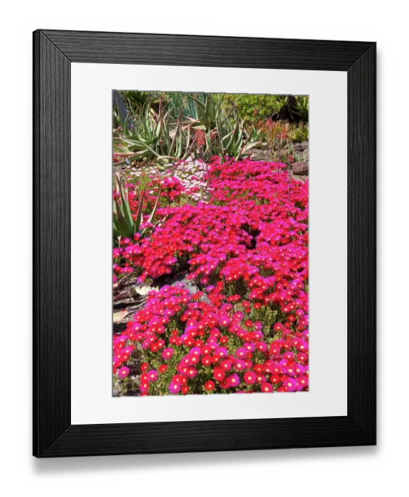 Framed Print : USA, California. Brilliant display ice plant in bloom Framed Print : USA, California. Brilliant display ice plant in bloom