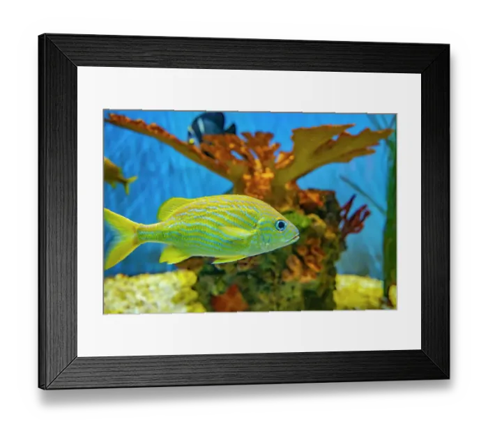 Framed Print : USA, Colorado, Denver, Denver Zoo. Captive French grunt fish in tank. ©Cathy & Gordon Illg  /  Jaynes Gallery  /  DanitaDelimont.com