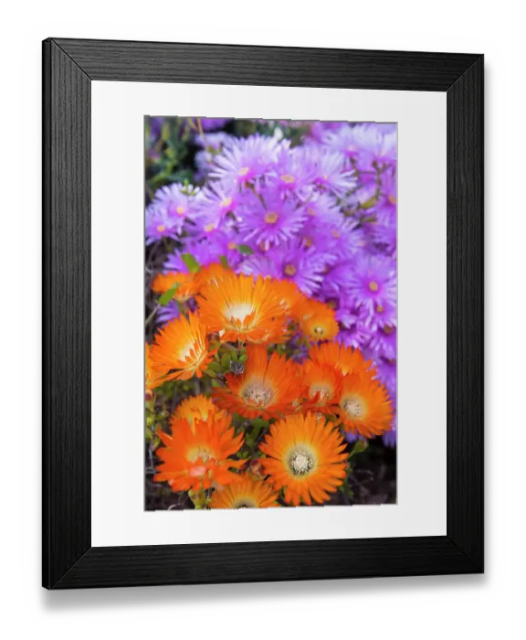 Framed Print : USA, Los Angeles, California. Brilliant color blooming succulents Framed Print : USA, Los Angeles, California. Brilliant color blooming succulents