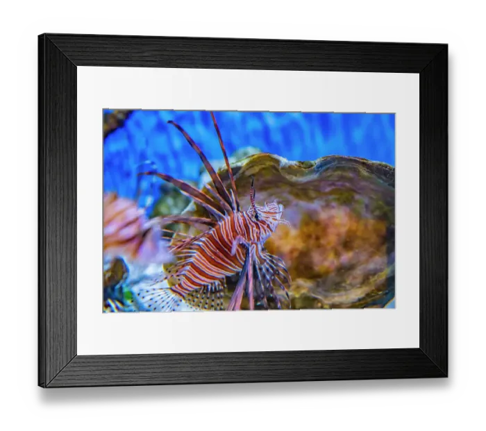 Framed Print : USA, Colorado, Denver, Denver Zoo. Captive scorpion fish in tank. ©Cathy & Gordon Illg  /  Jaynes Gallery  /  DanitaDelimont.com