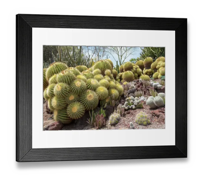 Framed Print : USA, Los Angeles, California. Dense display of variety of cacti