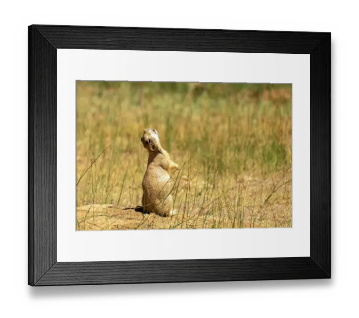 Framed Print : USA, Colorado, Arapaho National Wildlife Refuge. White-tailed prairie dog barking alarm. ©Cathy & Gordon Illg / Jaynes Gallery / DanitaDelimont.com Framed Print : USA, Colorado, Arapaho National Wildlife Refuge. White-tailed prairie dog barking alarm. ©Cathy & Gordon Illg / Jaynes Gallery / DanitaDelimont.com