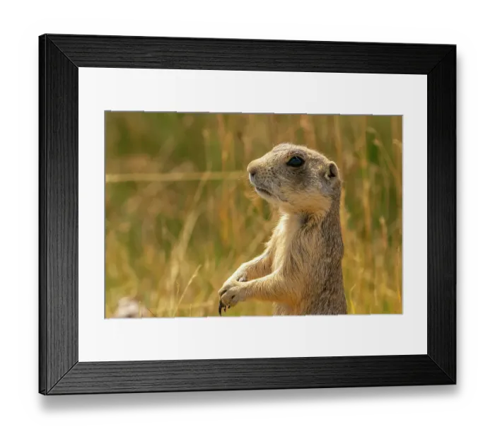 Framed Print : USA, Colorado, Arapaho National Wildlife Refuge. White-tailed prairie dog close-up. ©Cathy & Gordon Illg / Jaynes Gallery / DanitaDelimont.com Framed Print : USA, Colorado, Arapaho National Wildlife Refuge. White-tailed prairie dog close-up. ©Cathy & Gordon Illg / Jaynes Gallery / DanitaDelimont.com
