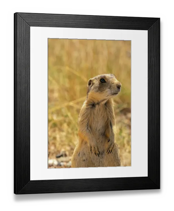 Framed Print : USA, Colorado, Arapaho National Wildlife Refuge. White-tailed prairie dog close-up. ©Cathy & Gordon Illg / Jaynes Gallery / DanitaDelimont.com Framed Print : USA, Colorado, Arapaho National Wildlife Refuge. White-tailed prairie dog close-up. ©Cathy & Gordon Illg / Jaynes Gallery / DanitaDelimont.com