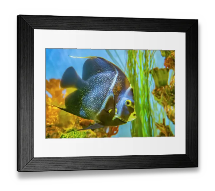 Framed Print : USA, Colorado, Denver, Denver Zoo. Captive gray angelfish in tank. ©Cathy & Gordon Illg  /  Jaynes Gallery  /  DanitaDelimont.com