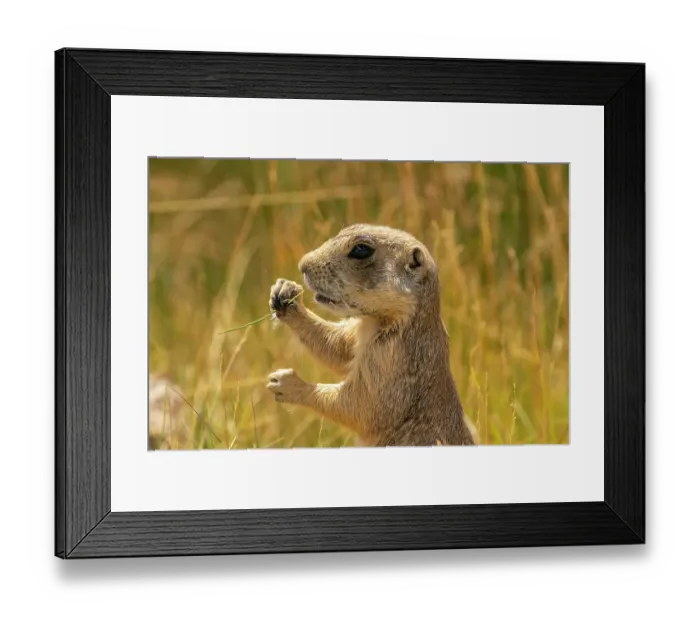 Framed Print : USA, Colorado, Arapaho National Wildlife Refuge. White-tailed prairie dog eating grass. ©Cathy & Gordon Illg / Jaynes Gallery / DanitaDelimont.com Framed Print : USA, Colorado, Arapaho National Wildlife Refuge. White-tailed prairie dog eating grass. ©Cathy & Gordon Illg / Jaynes Gallery / DanitaDelimont.com