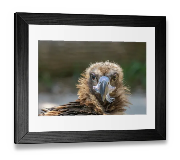 Framed Print : USA, Colorado, Denver, Denver Zoo. Head of captive cinereous vulture. ©Cathy & Gordon Illg / Jaynes Gallery / DanitaDelimont.com Framed Print : USA, Colorado, Denver, Denver Zoo. Head of captive cinereous vulture. ©Cathy & Gordon Illg / Jaynes Gallery / DanitaDelimont.com