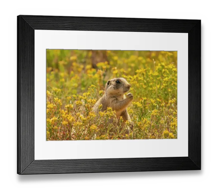 Framed Print : USA, Colorado, Arapaho National Wildlife Refuge. White-tailed prairie dog eating amid flowers. ©Cathy & Gordon Illg / Jaynes Gallery / DanitaDelimont.com Framed Print : USA, Colorado, Arapaho National Wildlife Refuge. White-tailed prairie dog eating amid flowers. ©Cathy & Gordon Illg / Jaynes Gallery / DanitaDelimont.com
