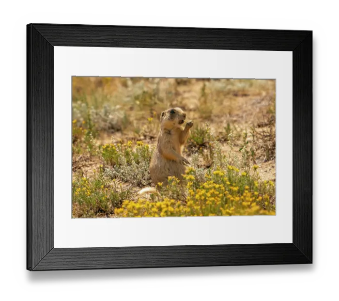 Framed Print : USA, Colorado, Arapaho National Wildlife Refuge. White-tailed prairie dog eating grass. ©Cathy & Gordon Illg / Jaynes Gallery / DanitaDelimont.com Framed Print : USA, Colorado, Arapaho National Wildlife Refuge. White-tailed prairie dog eating grass. ©Cathy & Gordon Illg / Jaynes Gallery / DanitaDelimont.com