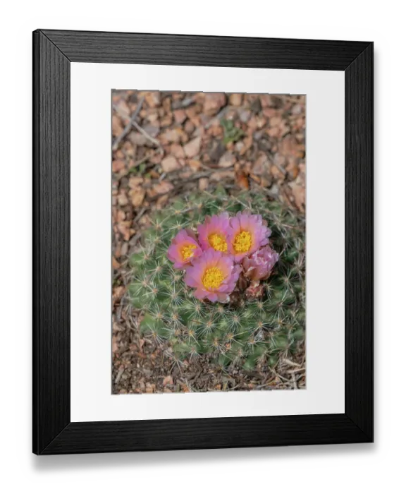 Framed Print : USA, Colorado, Pike National Forest. Mountain ball cactus in bloom. ©Don Grall / Jaynes Gallery / DanitaDelimont.com Framed Print : USA, Colorado, Pike National Forest. Mountain ball cactus in bloom. ©Don Grall / Jaynes Gallery / DanitaDelimont.com