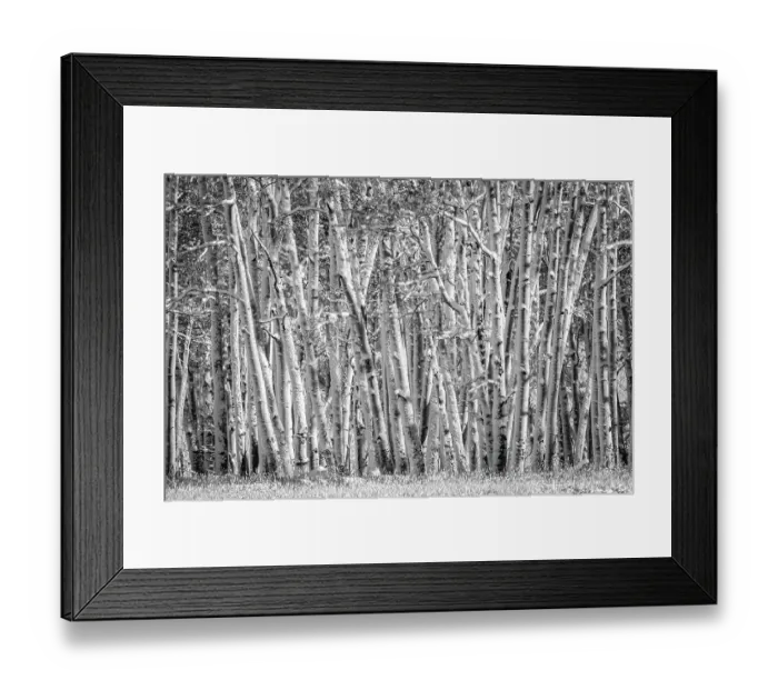 Framed Print : Snow clings to aspen tree trunks in Colorado Framed Print : Snow clings to aspen tree trunks in Colorado
