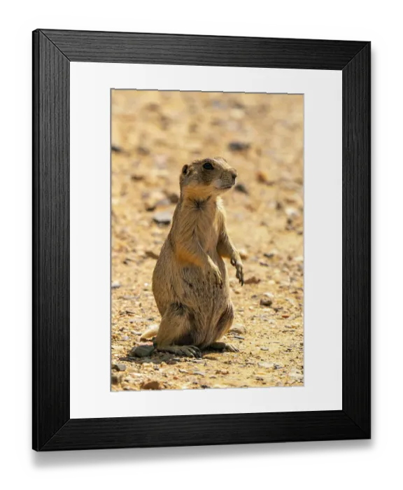Framed Print : USA, Colorado, Arapaho National Wildlife Refuge. White-tailed prairie dog close-up. ©Cathy & Gordon Illg  /  Jaynes Gallery  /  DanitaDelimont.com