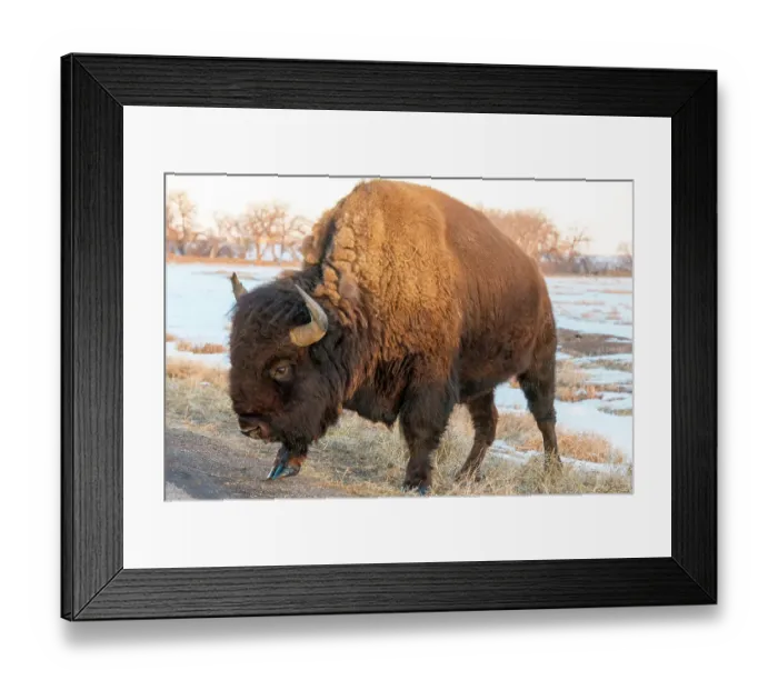 Framed Print : USA, Colorado, Denver. Bison grazing edge of auto tour road Rocky Mountain Arsenal National Wildlife Refuge