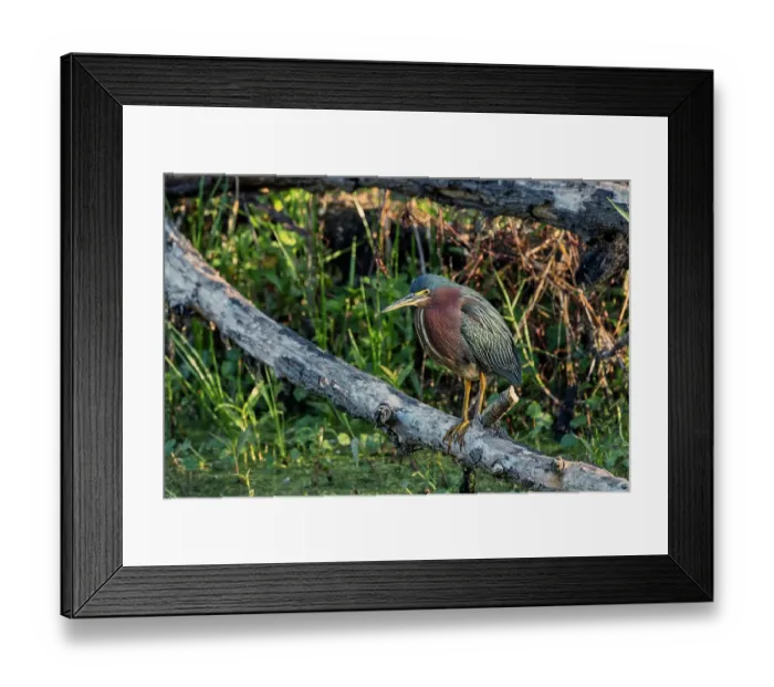 Framed Print : Green Heron, Circle Bar B Ranch, Florida